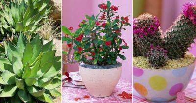 14 Best Spiny Succulents - balconygardenweb.com