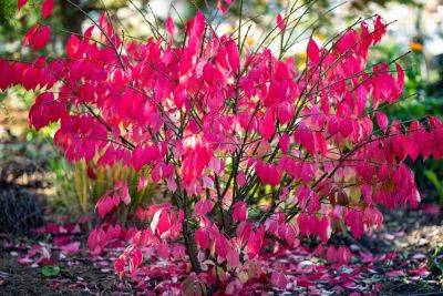 Euonymus: fantastic shrubs for autumn - theenglishgarden.co.uk - Britain