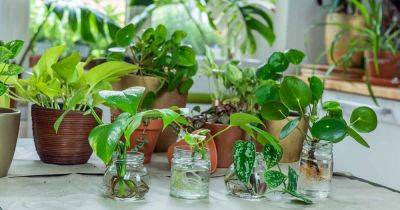 How to Propagate Houseplants from Stem and Leaf Cuttings - gardenerspath.com - Switzerland