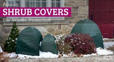 Winter Shrub Covers: Protect Shrubs From Weather and Wildlife - savvygardening.com