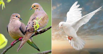 What Does It Mean When a Dove Visits You - balconygardenweb.com