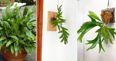 8 Best Ferns for Mounting on the Wall - balconygardenweb.com