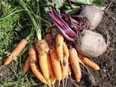 Tips for keeping beets and carrots safe from freezing weather - theprovince.com