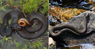8 Most Common Water Snakes in Ohio - balconygardenweb.com - state Ohio