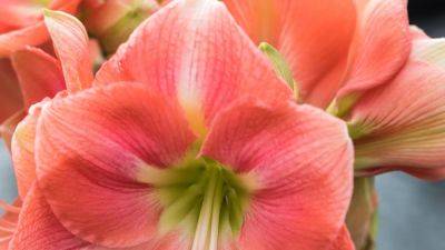 How to care for an amaryllis | House & Garden - houseandgarden.co.uk - Britain - South Africa - Greece - Sweden