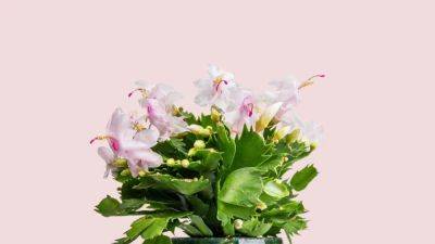 Christmas cactus: How to care for these trailing Brazilian succulents | House & Garden - houseandgarden.co.uk - France - Brazil - city London