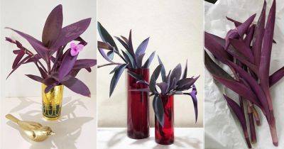 How to Grow Beautiful Purple Heart Plant in Water - balconygardenweb.com