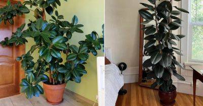 How to Grow a Big and Tall Rubber Tree in the Home - balconygardenweb.com