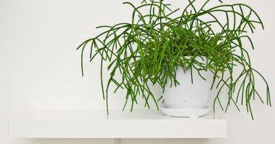 How To Grow And Care For Rhipsalis - gardenersworld.com