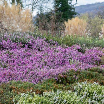 Grow Heaths and Heathers for Year-Round Beauty - finegardening.com