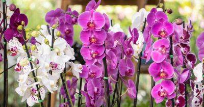 When and How to Prune Orchids - gardenerspath.com