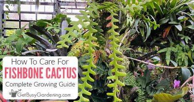 How To Care For Fishbone Cactus (Selenicereus anthonyanus) - getbusygardening.com - Mexico