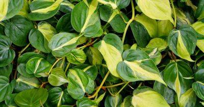 How to Grow and Care for Philodendron ‘Brasil’ - gardenerspath.com