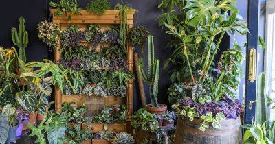 Your gardening questions answered: Should I get my houseplants watered while I’m away over winter? - irishtimes.com - Switzerland
