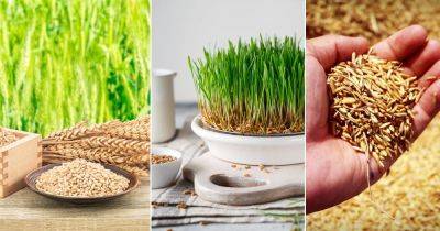 Is Wheat a Vegetable or Something Else? Find Out! - balconygardenweb.com