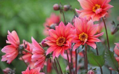 ​New Dahlias to Grab for Summer! - jparkers.co.uk