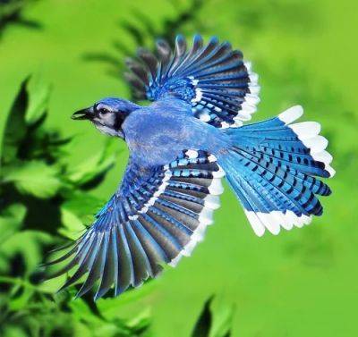 What Does it Mean When You See a Blue Jay - balconygardenweb.com - Canada - Mexico