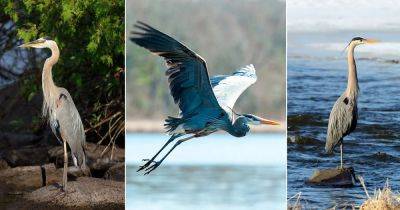 What Does It Mean When You See a Heron? - balconygardenweb.com