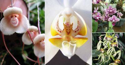 10 Orchids That Look Like Animals - balconygardenweb.com - Australia - Peru