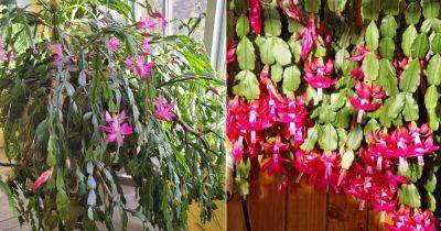 6 Christmas Cactus Fertilizer Secrets of Commercial Growers - balconygardenweb.com