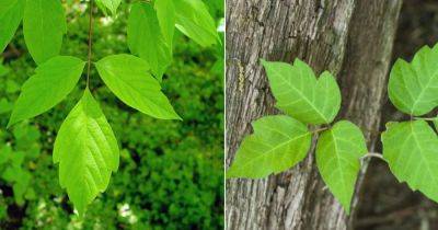 14 Poison Ivy Look Alike Plants with Three Leaves - balconygardenweb.com - city Boston