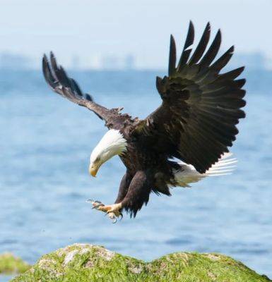 What Does it Mean When You See a Bald Eagle? - balconygardenweb.com - Usa - Greece