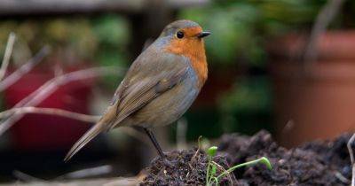 Identifying Garden Birds - gardenersworld.com - Britain