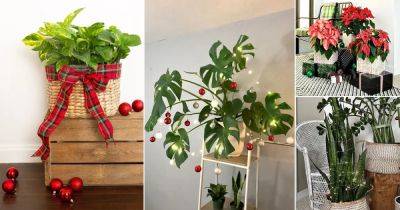 15 Best Ideas to Make Plants Look Festive for Holiday Season - balconygardenweb.com