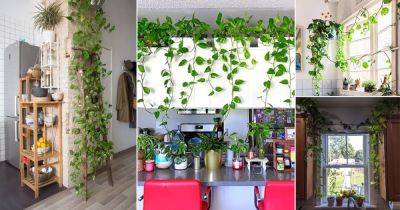 13 Freaking Awesome Ways to Grow Pothos in the Kitchen - balconygardenweb.com