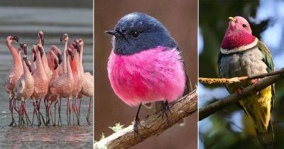 19 Most Beautiful Pink Birds in The World - balconygardenweb.com - Usa - Indonesia - Chile