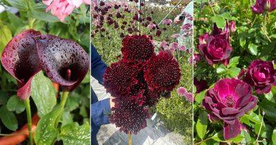 12 Stunning Burgundy Flowers - balconygardenweb.com - Mexico