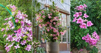 8 Stunning Vines with Pink Trumpet Flowers - balconygardenweb.com