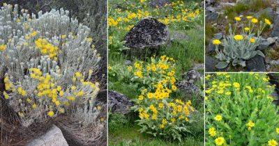 63 Types of Yellow Wildflowers - balconygardenweb.com - Usa - state Oregon