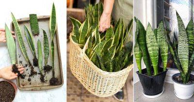 How to Get and Grow Snake Plant for Free - balconygardenweb.com