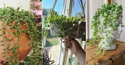 8 Plants Similar to String of Pearls - balconygardenweb.com - Brazil