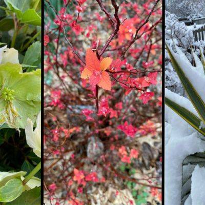 10 Bold Plants for Winter Interest in the Southeast - finegardening.com - state Tennessee