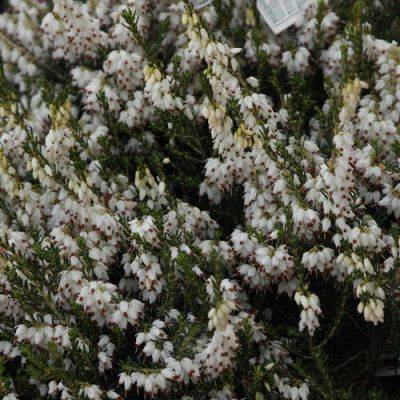 How to Grow Winter Heath and Favorite Varieties - finegardening.com