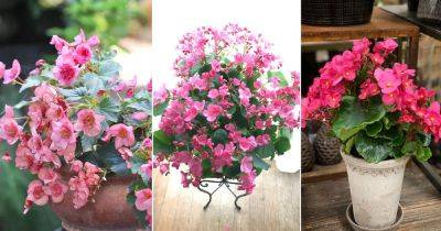 How to Grow Christmas Begonia | Best Types of Christmas Begonias - balconygardenweb.com
