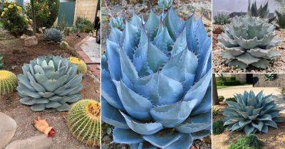 9 Beautiful Types of Blue Agave Plants - balconygardenweb.com - Mexico