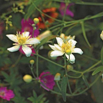 Try These Strong Summer Bloomers for the Midwest this Spring - finegardening.com - Cuba