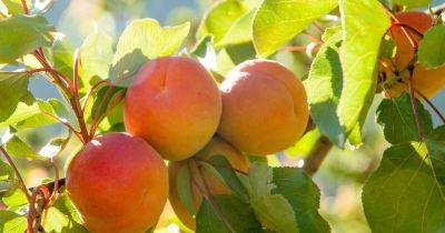 How To Grow And Care For An Apricot Tree - gardenersworld.com - Britain
