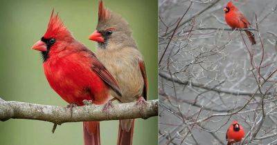 What Does It Mean When You See Two Cardinals Together - balconygardenweb.com