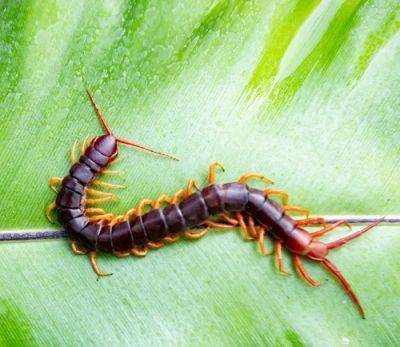 What Does It Mean When You See A Centipede? - balconygardenweb.com - China - Egypt