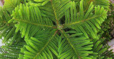 11 Causes of Yellow or Brown Leaves on Norfolk Island Pines - gardenerspath.com
