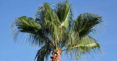 How to Grow and Care for Mexican Fan Palms - gardenerspath.com - France - Mexico - state California