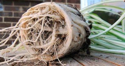Why Do Spider Plants Have Thick, White Roots? - gardenerspath.com