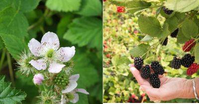 When Do Blackberries Bloom and Fruit? Find Out! - balconygardenweb.com