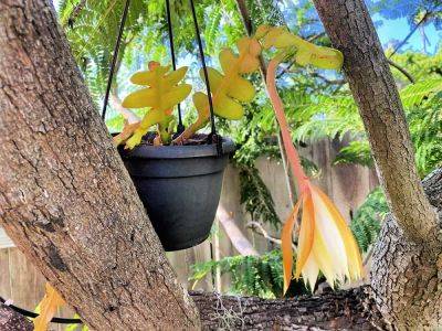 How To Care For Ric Rac Cactus (Epiphyllum anguliger) - getbusygardening.com - Mexico