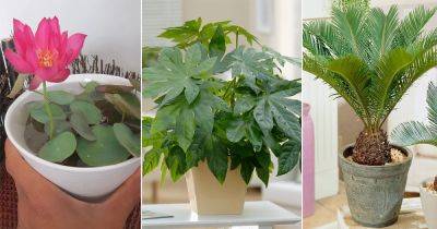 16 Beautiful Japanese Indoor Plants - balconygardenweb.com - China - Japan