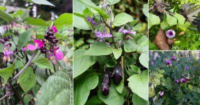 9 Vegetables With Purple Flowers - balconygardenweb.com